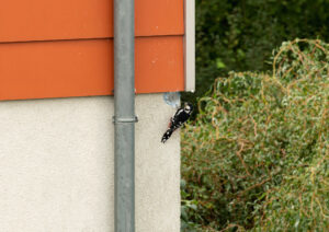 woodpecker damaging stucco siding
