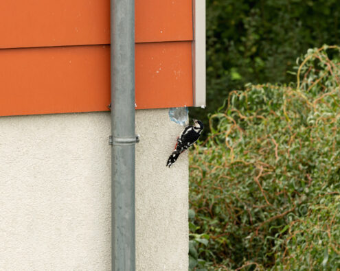 woodpecker damaging stucco siding