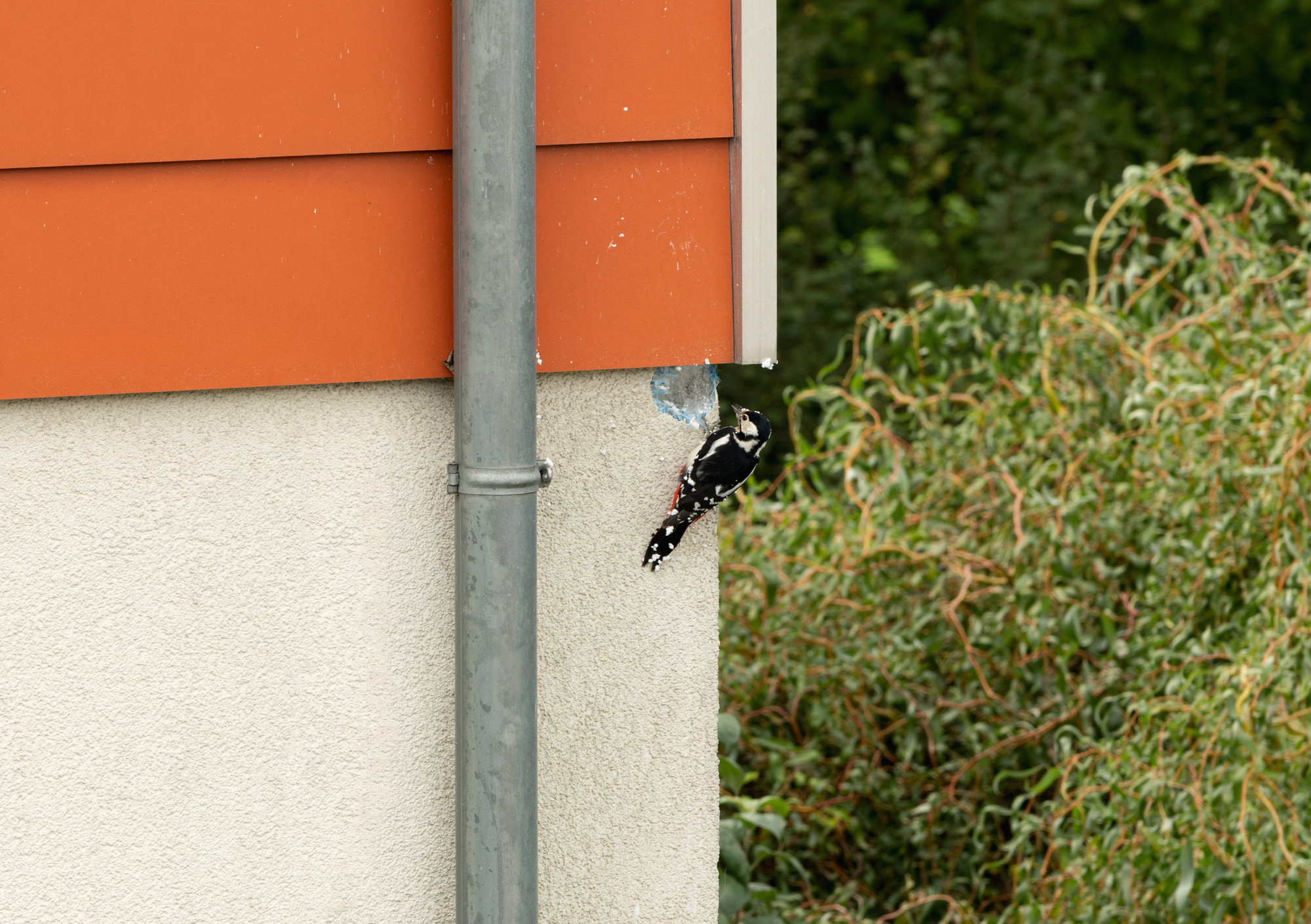 woodpecker damaging stucco siding